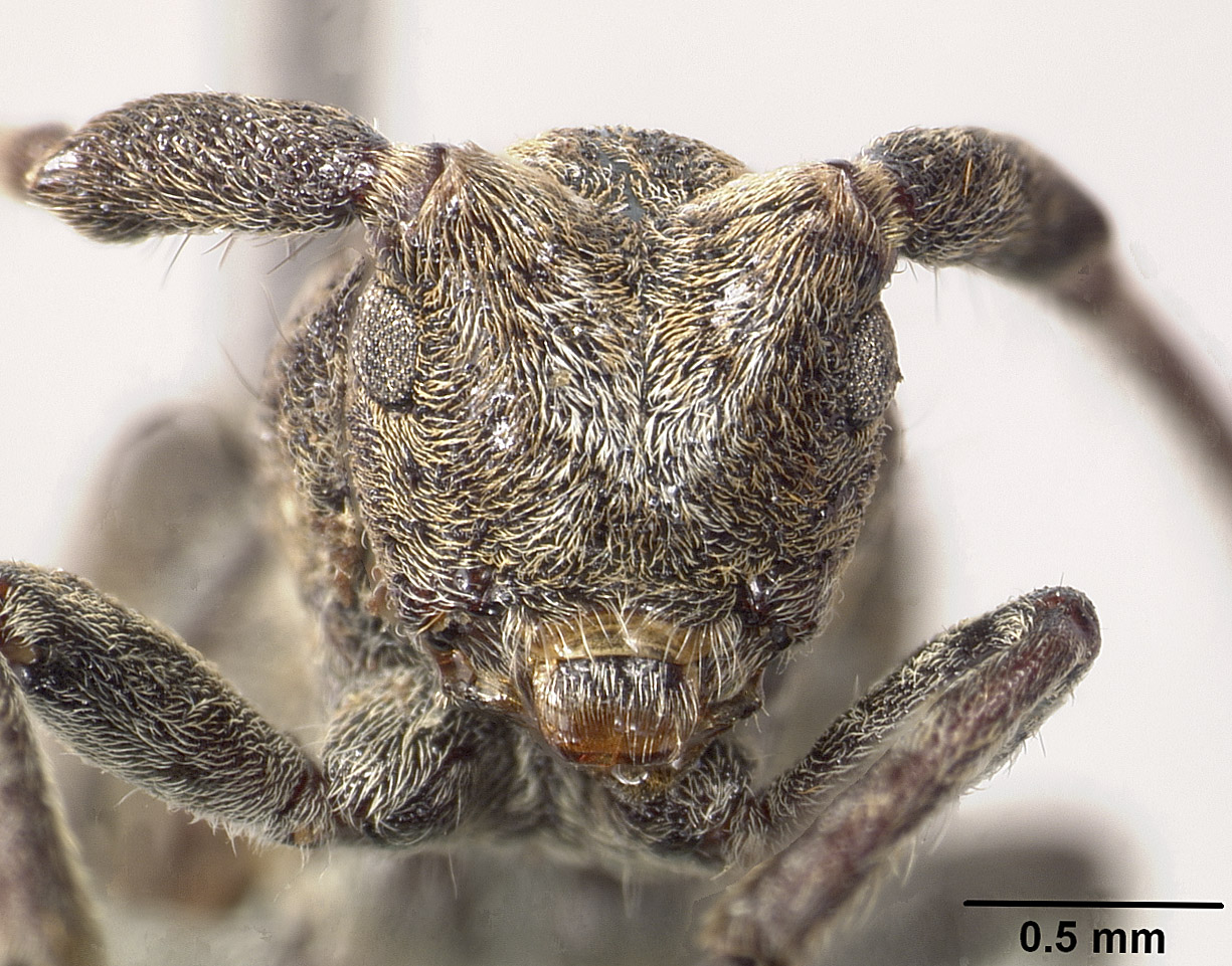 Falsomesosella horishana image