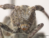 Falsomesosella horishana image