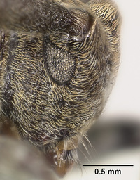 Falsomesosella horishana image