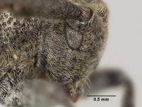 Falsomesosella horishana image