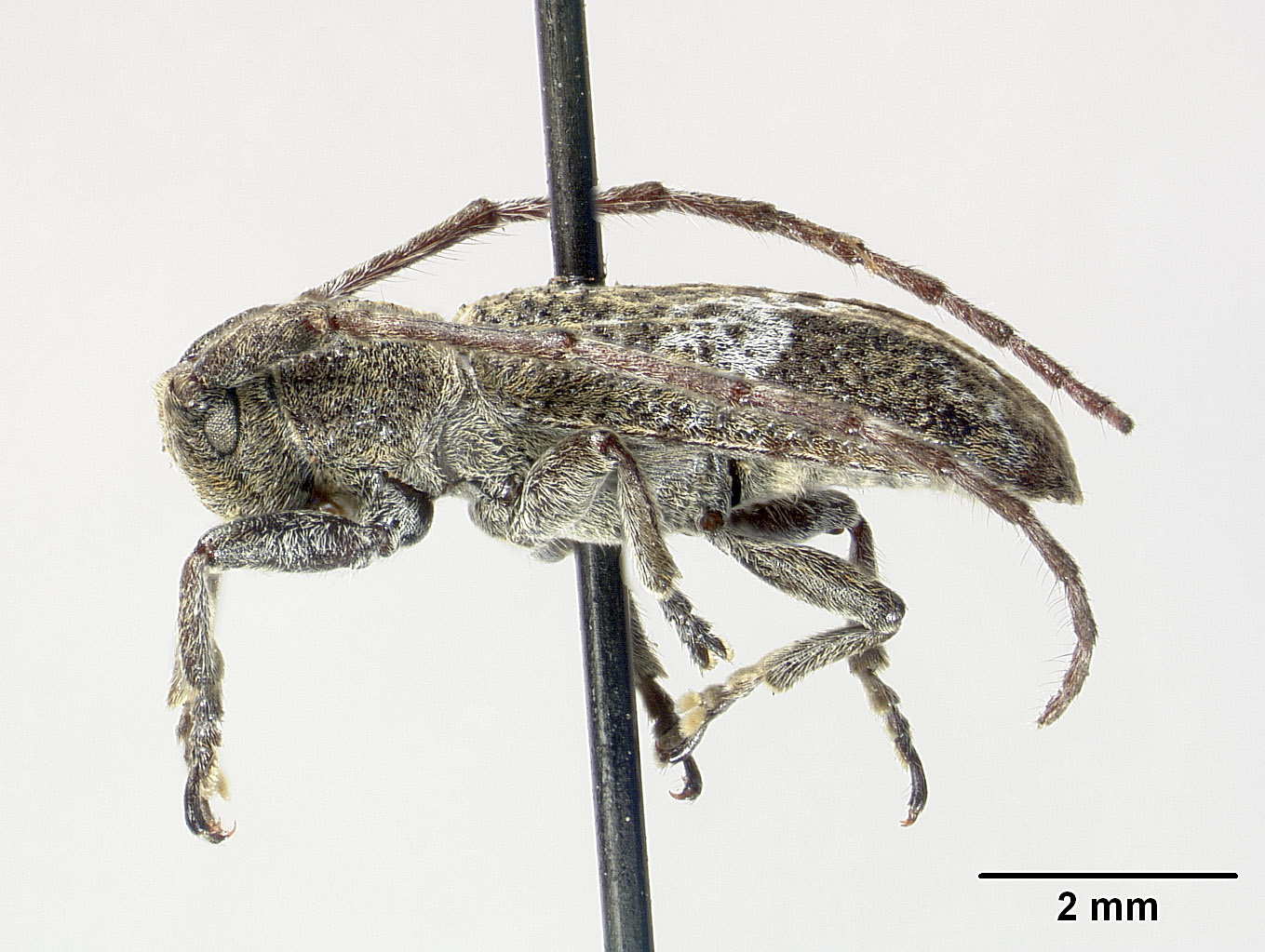 Falsomesosella image