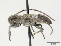 Falsomesosella horishana image