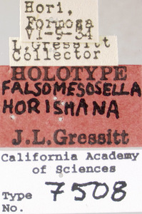 Falsomesosella horishana image