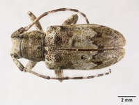 Image of Mesosa pictipes