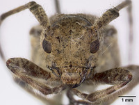 Mesosa pictipes image