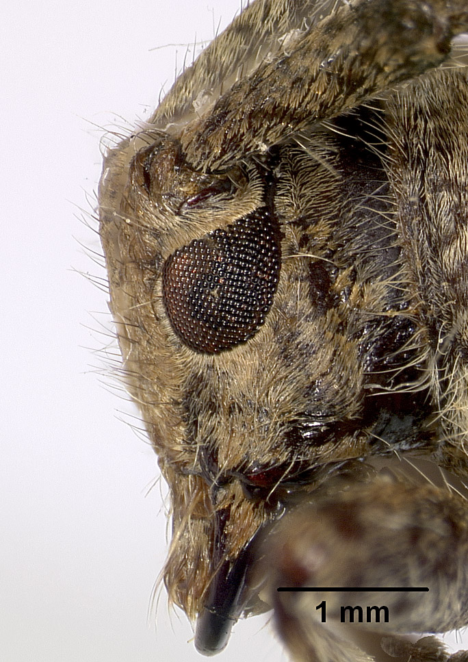 Mesosa pictipes image