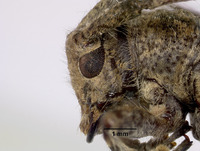 Mesosa pictipes image