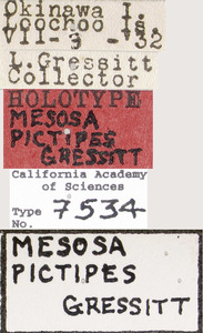 Mesosa pictipes image