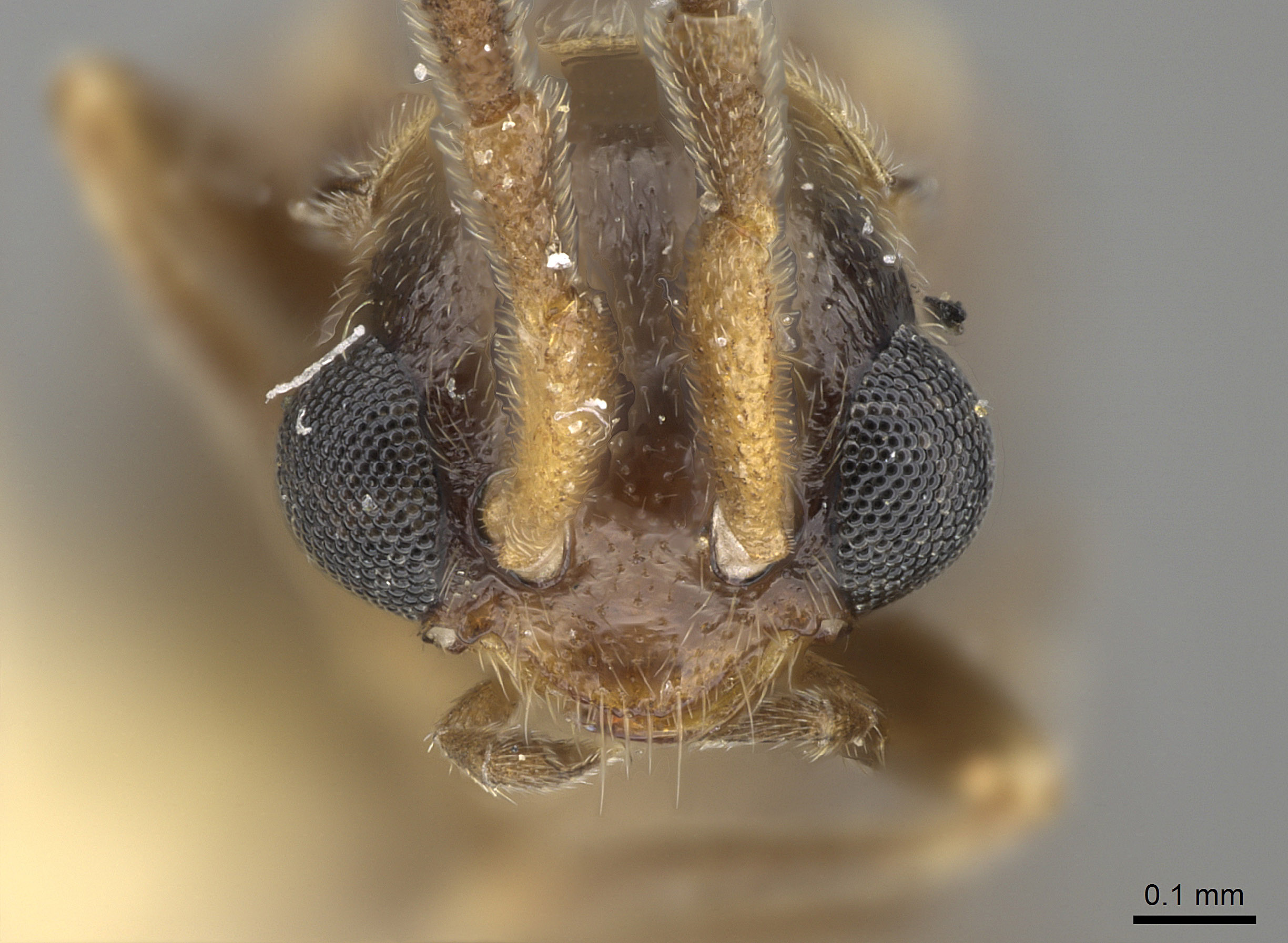 Malthodes margaritae image