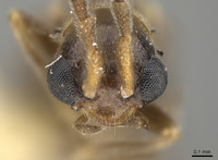 Malthodes margaritae image