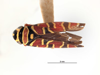 Agrosoma placetis image