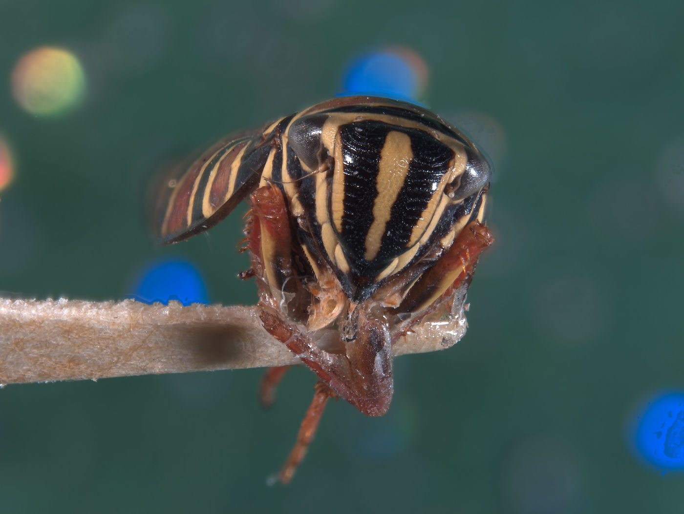 Agrosoma placetis image