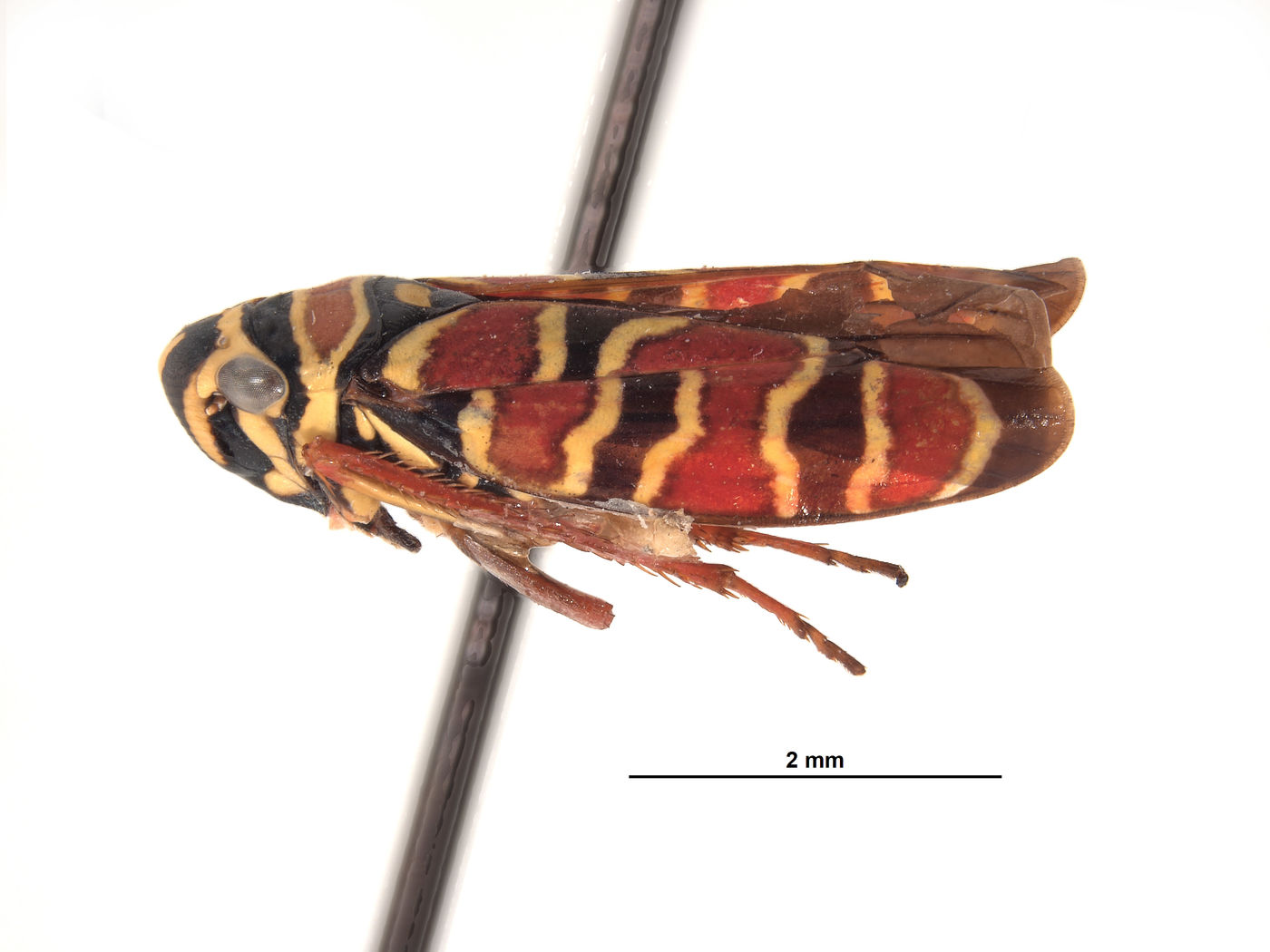 Agrosoma image