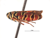 Agrosoma placetis image
