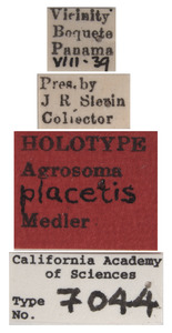 Agrosoma placetis image