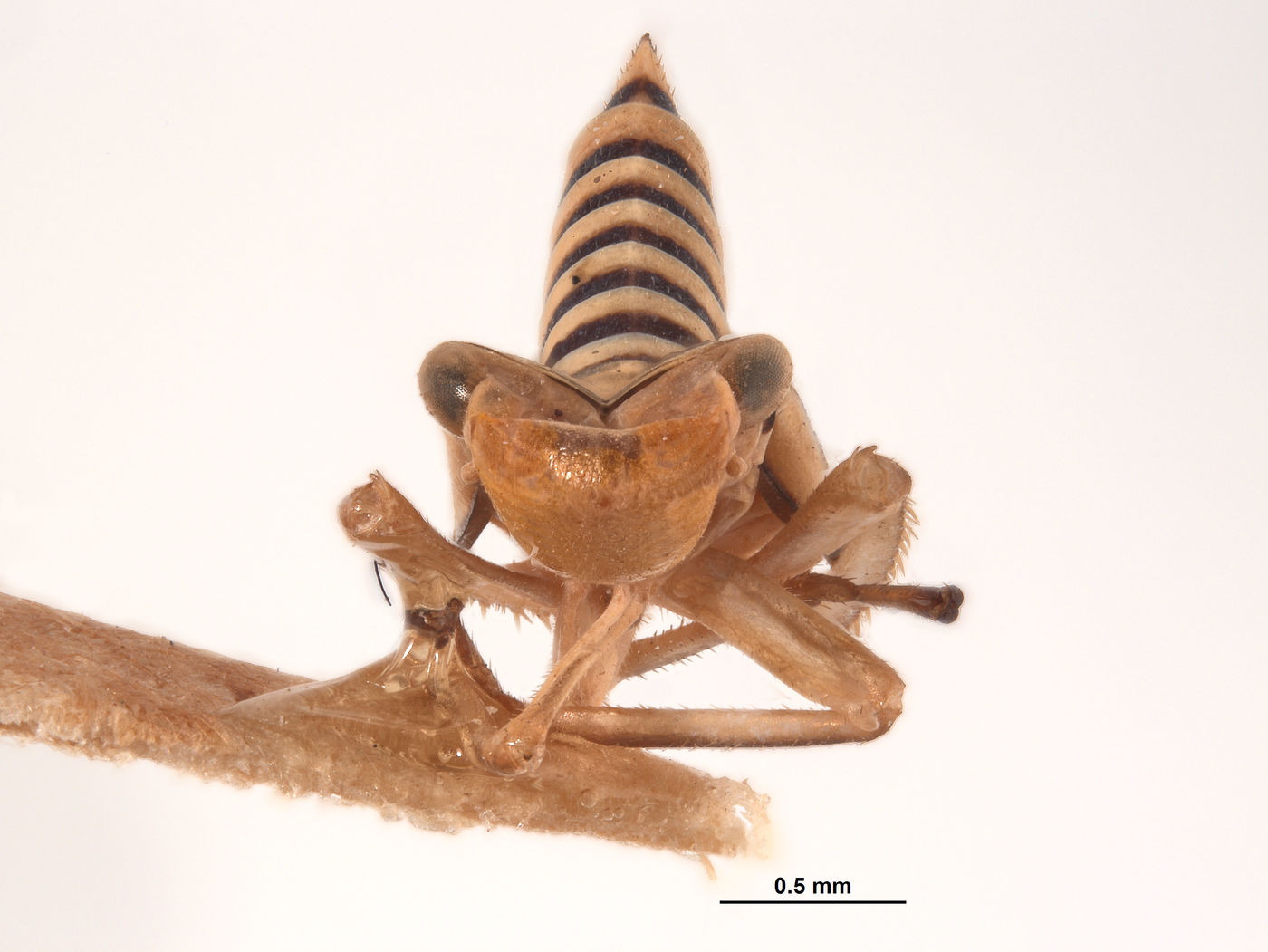 Agrosoma terebra image