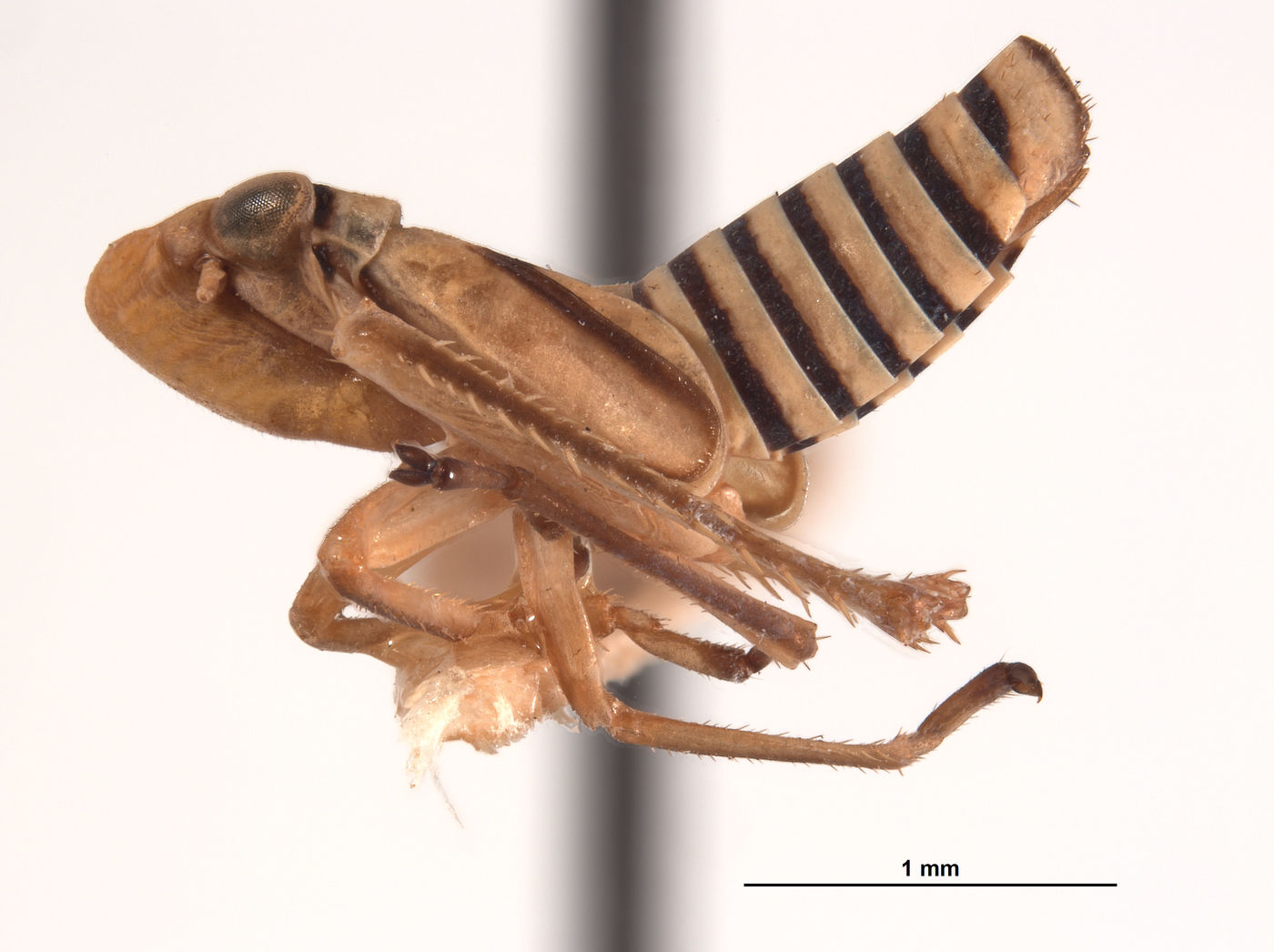 Agrosoma terebra image