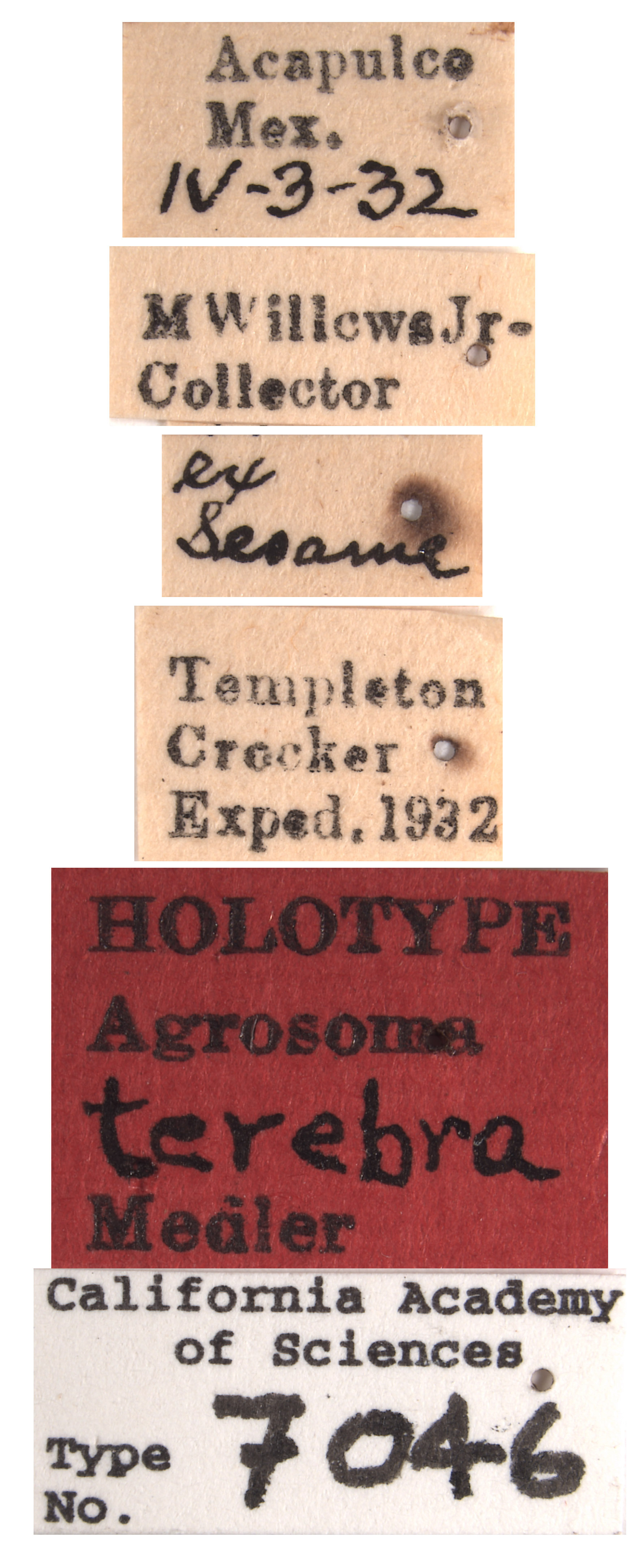 Agrosoma terebra image