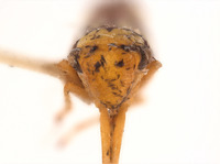 Erythrogonia ladonia image