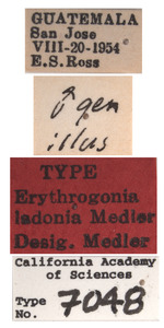 Erythrogonia ladonia image