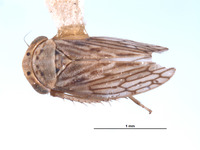 Ceratagallia neodona image