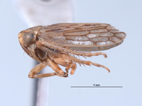 Ceratagallia neodona image