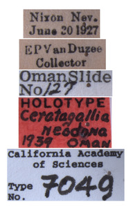 Ceratagallia neodona image