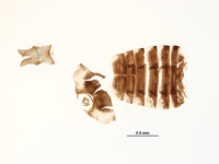 Ceratagallia neodona image