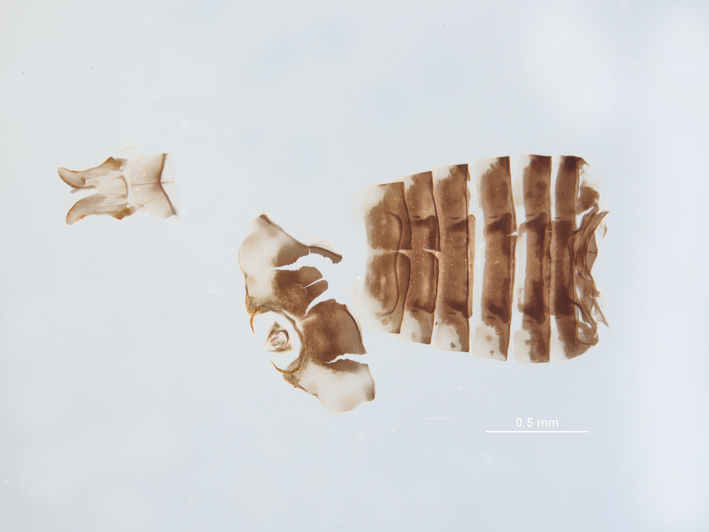 Ceratagallia neodona image