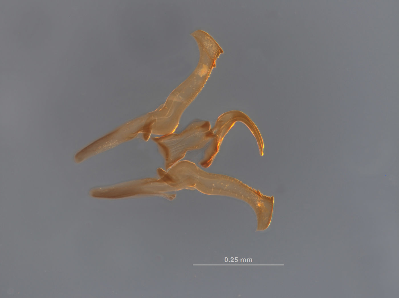 Ceratagallia neodona image