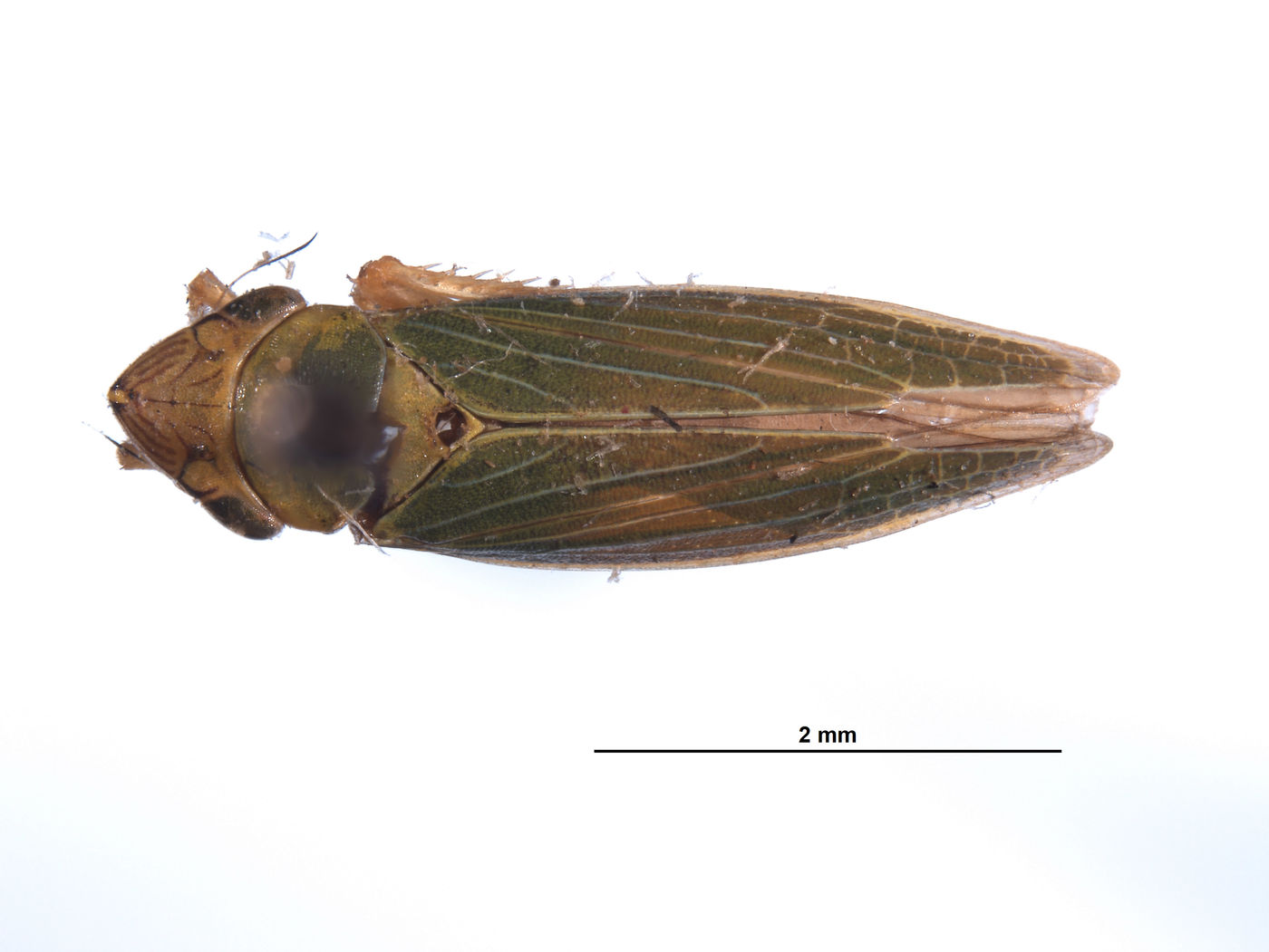 Draeculacephala crassicornis image