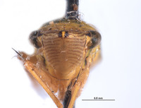 Draeculacephala crassicornis image
