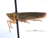 Draeculacephala crassicornis image