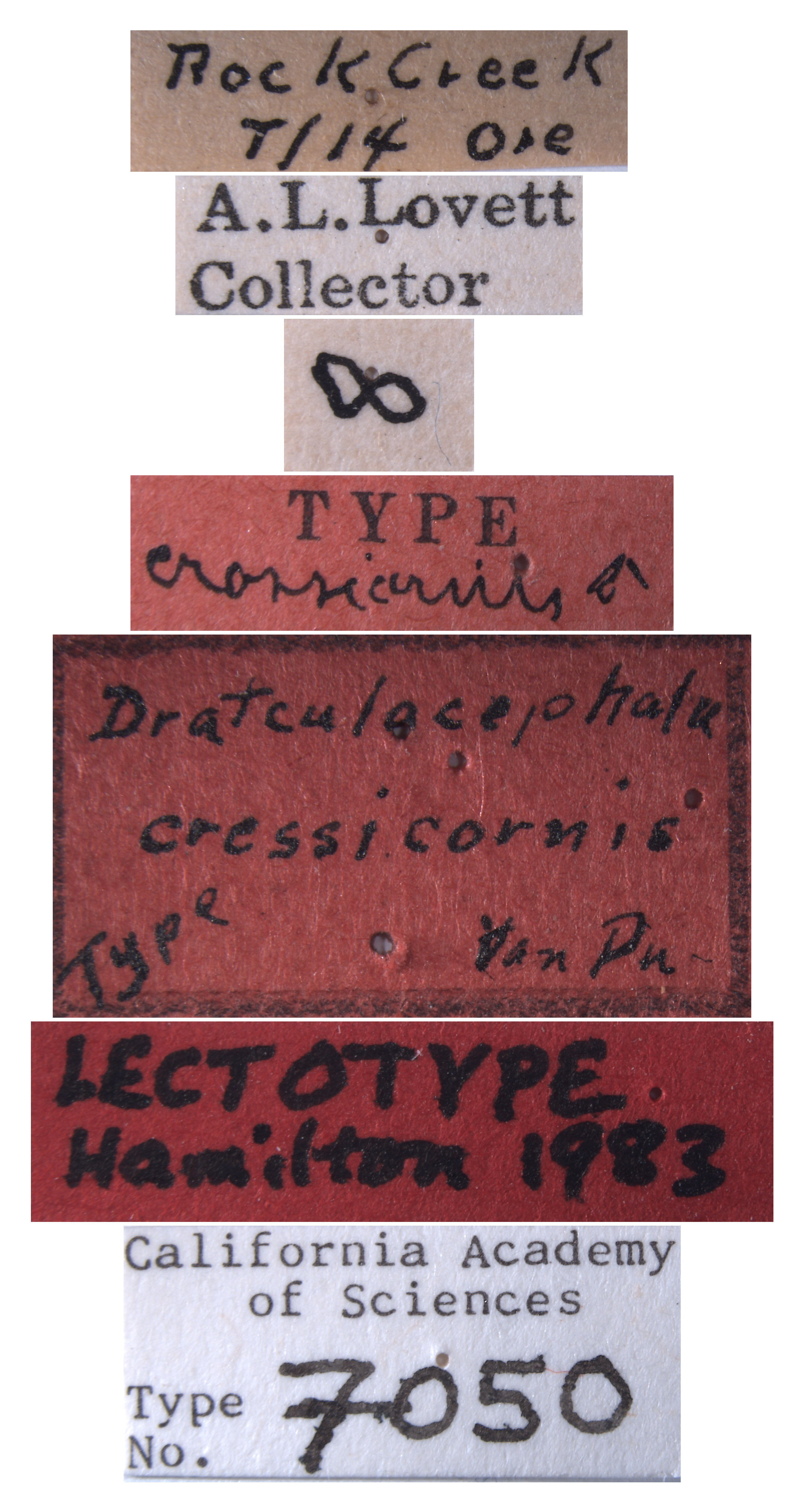 Draeculacephala crassicornis image