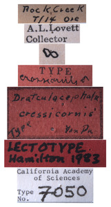 Draeculacephala crassicornis image