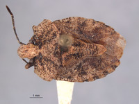 Eurystethus nigricornis image