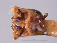 Eurystethus nigricornis image