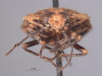 Eurystethus nigricornis image