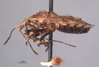 Eurystethus nigricornis image