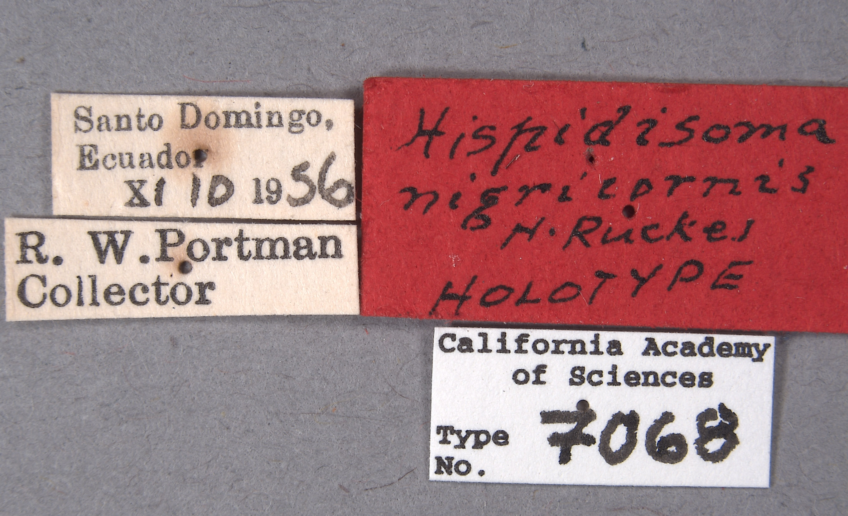 Eurystethus nigricornis image