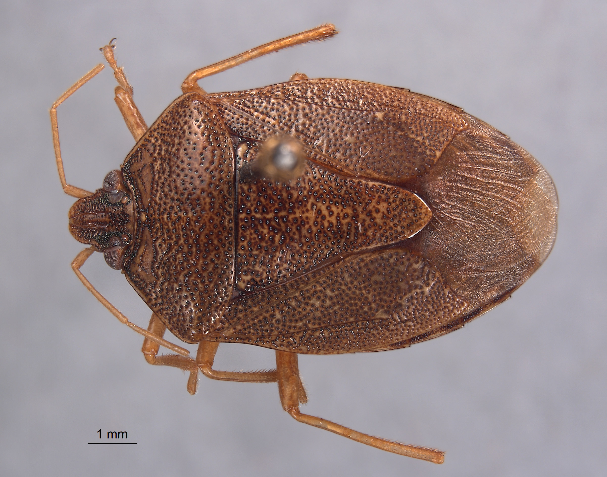 Paratibilis confusa image