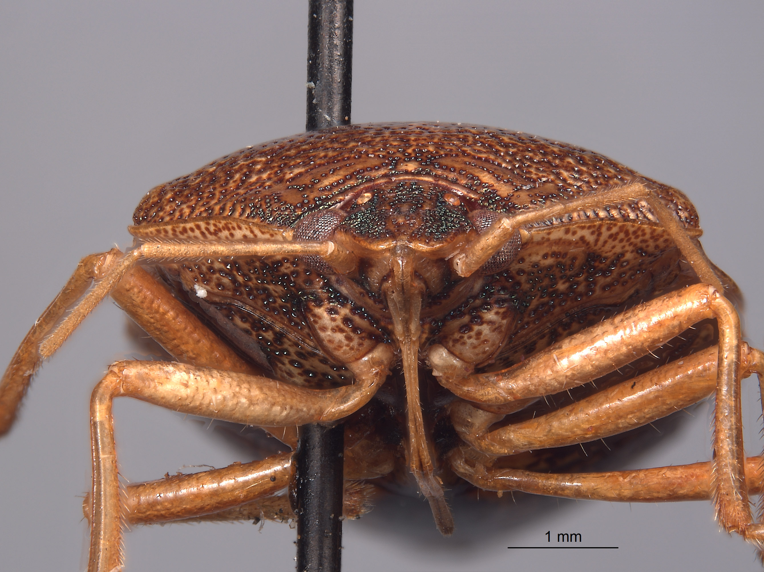 Paratibilis confusa image