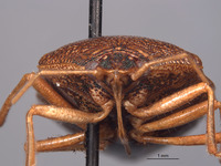 Paratibilis confusa image