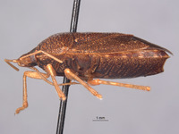 Paratibilis confusa image