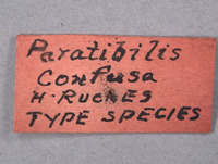 Paratibilis confusa image