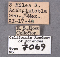 Paratibilis confusa image