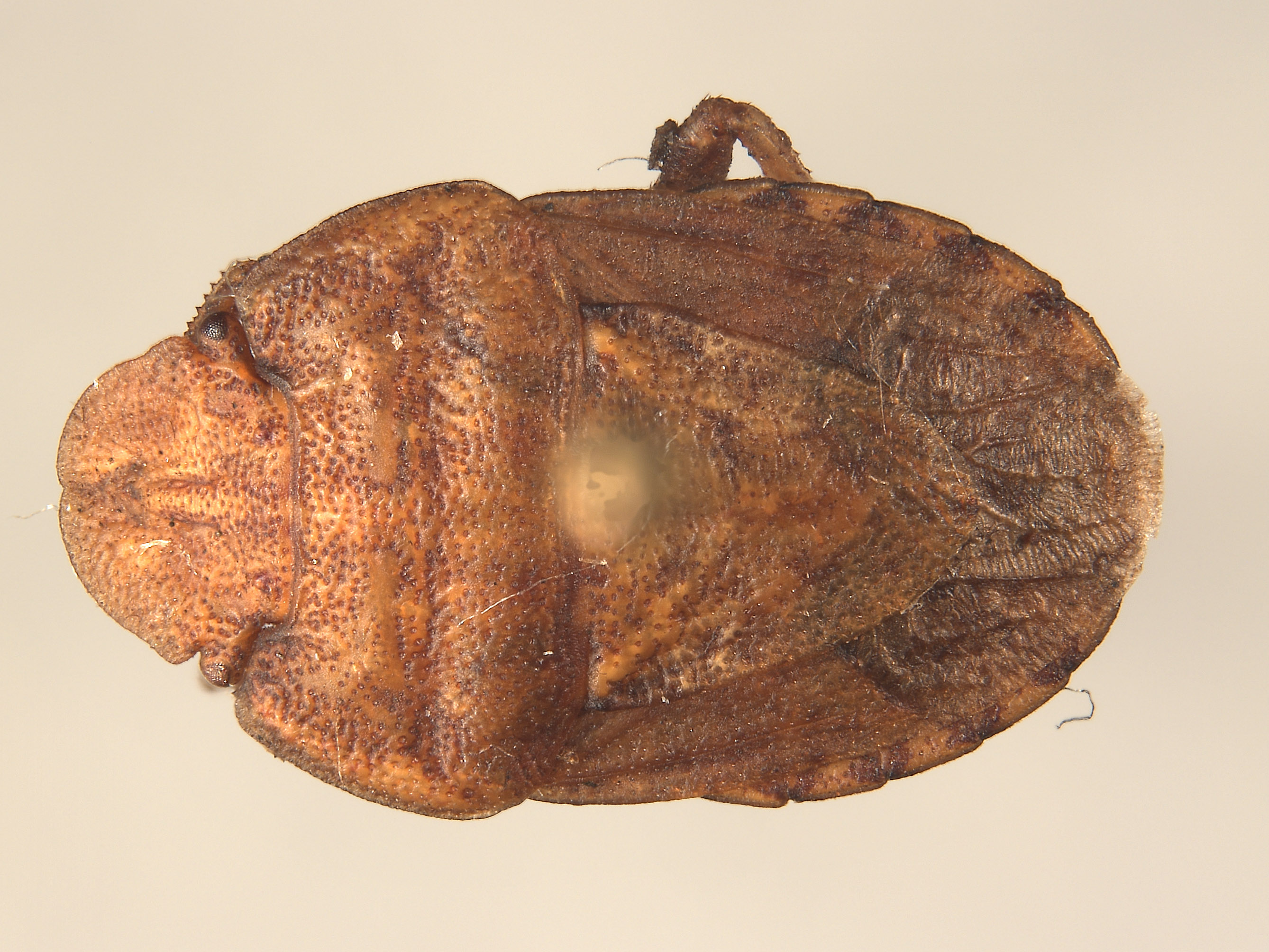 Sciocoris crassus image