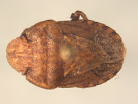 Sciocoris crassus image