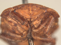Sciocoris crassus image