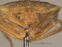 Thyanta serratulata image